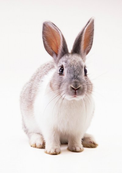 ARC中文动保小百科（APpedia）国际水准的动物保护百科全书- 兔子的行为学