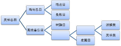 灵长类动物